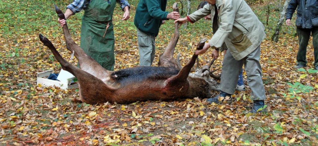 chasse à courre du cerf